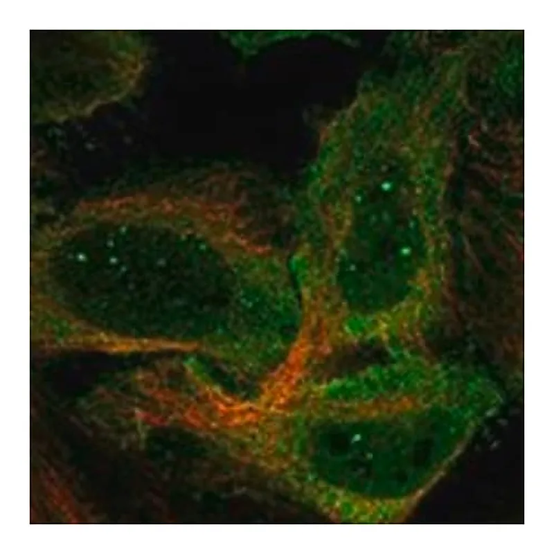 Merck Anti-C9ORF153 antibody produced in rabbit