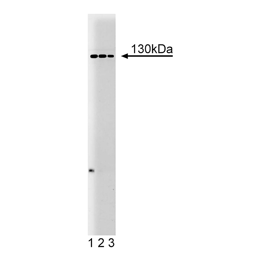 BD Purified Mouse Anti-M-Cadherin