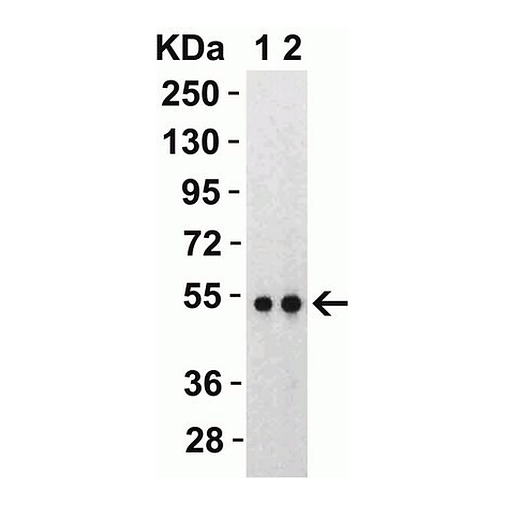 Merck Anti-SARS-CoV-2 (COVID-19) Nucleocapsid antibody produced in rabbit