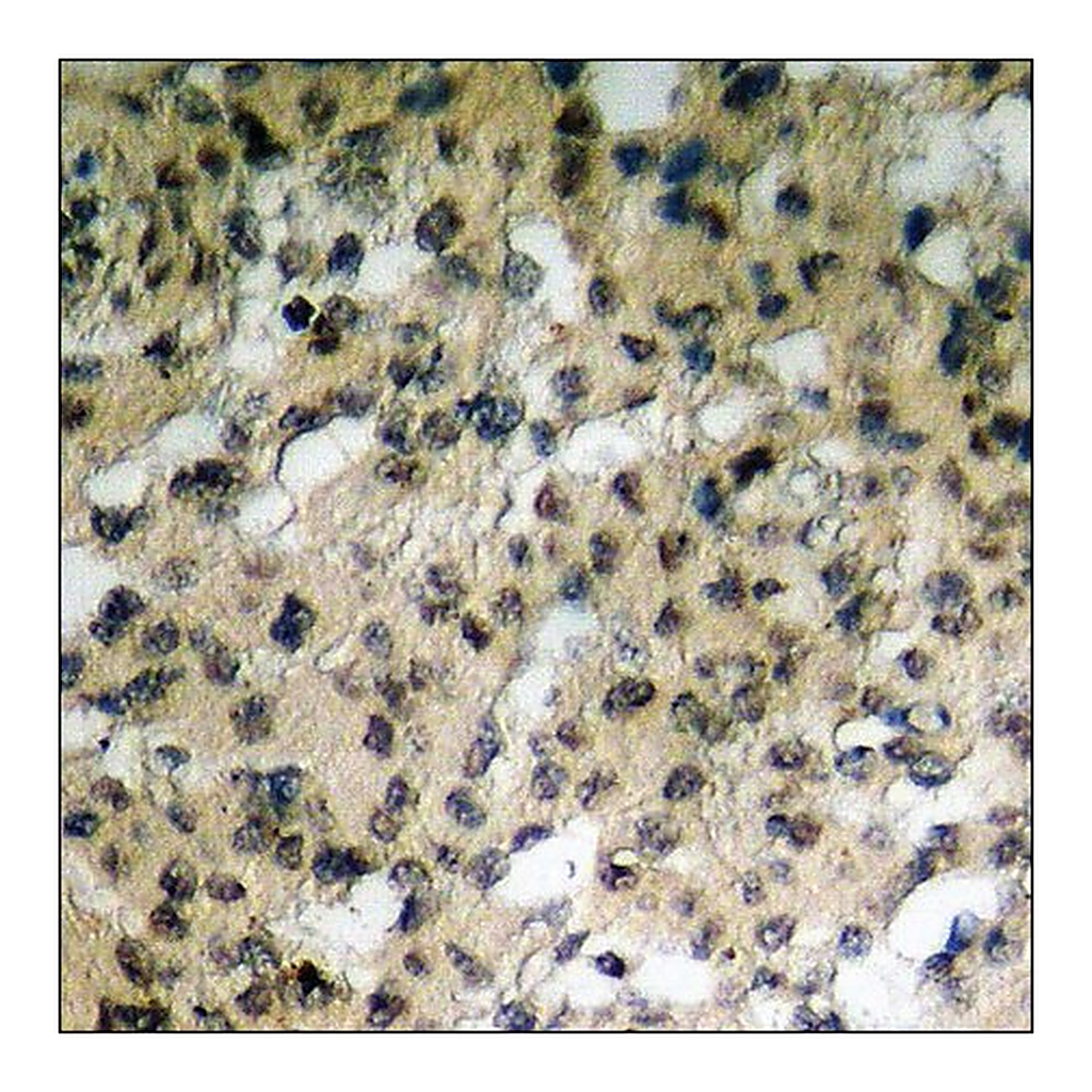 Merck Anti-phospho-Mst1/2 (pThr183) antibody produced in rabbit