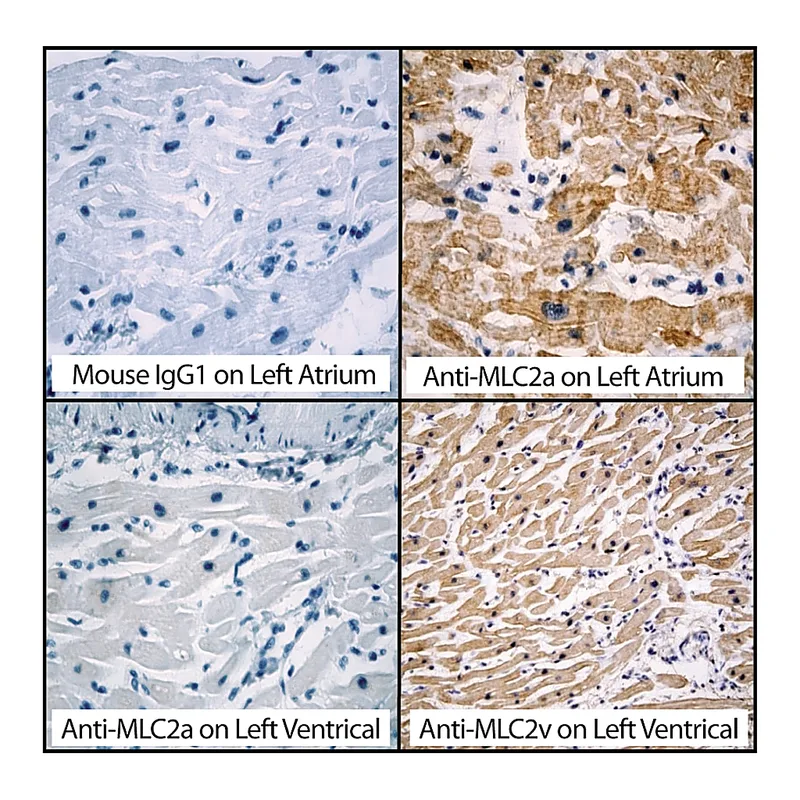 BD Purified Mouse Anti-MLC2a