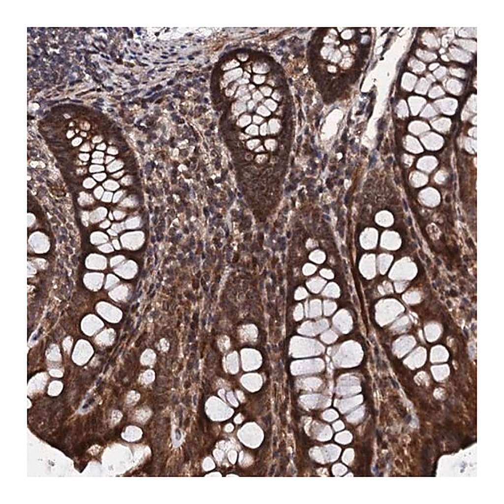 Merck Anti-FAM111A antibody produced in rabbit