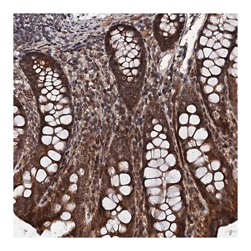Merck Anti-FAM111A antibody produced in rabbit