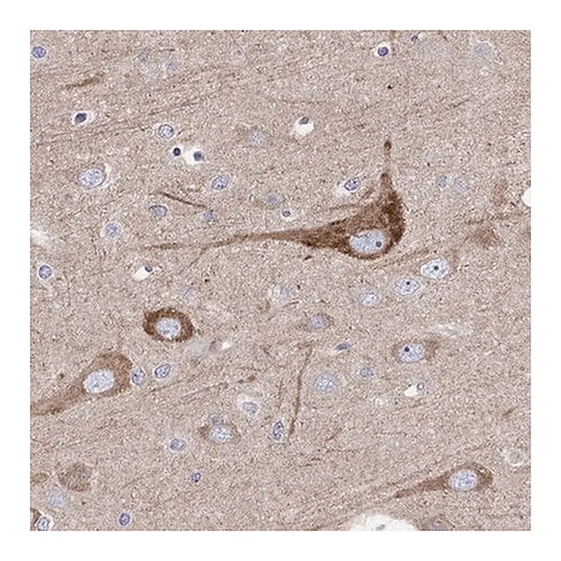 Merck Anti-REEP2 antibody produced in rabbit