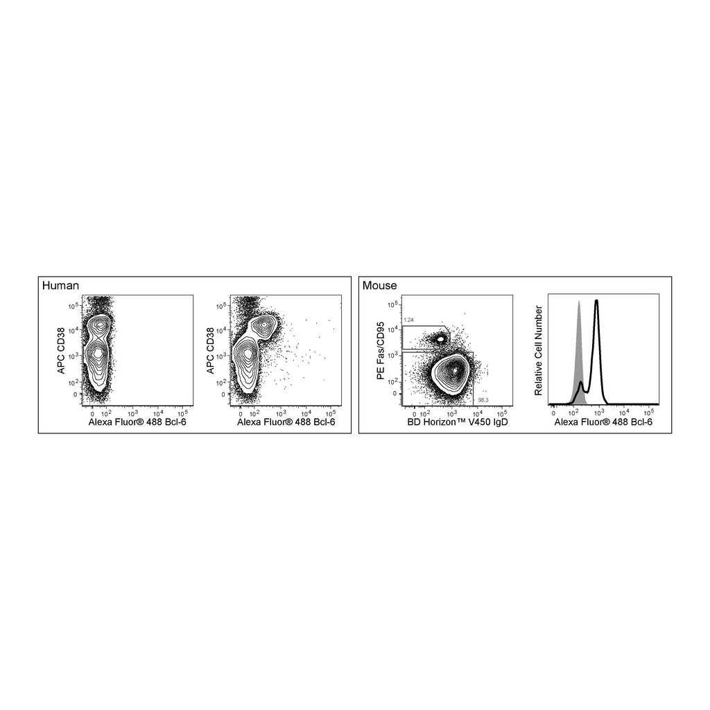 BD Alexa Fluor® 488 Mouse anti-Bcl-6