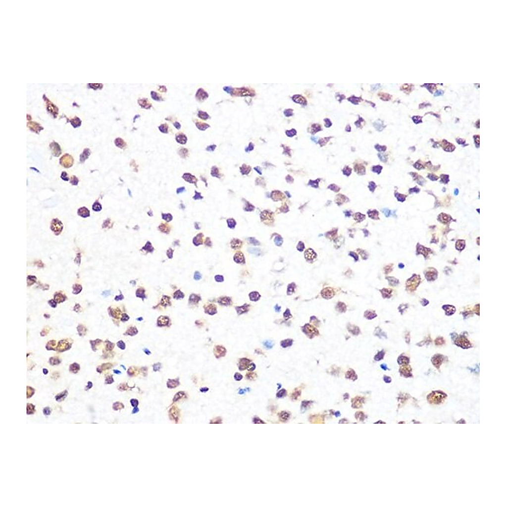 Merck Anti-THOC4/ALYREF antibody produced in rabbit