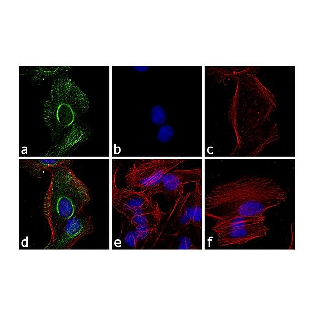 Thermo Fisher Scientific Goat anti-Rabbit IgG F(ab`)2 Secondary Antibody, FITC