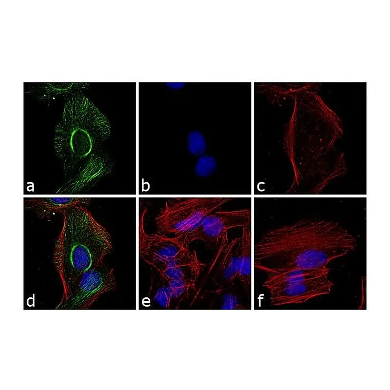 Thermo Fisher Scientific Goat anti-Rabbit IgG F(ab`)2 Secondary Antibody, FITC