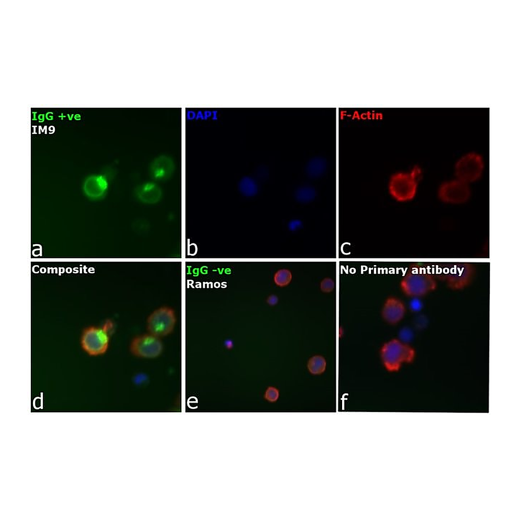 Thermo Fisher Scientific Goat anti-Human IgG Fc Cross-Adsorbed Secondary Antibody