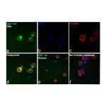 Thermo Fisher Scientific Goat anti-Human IgG Fc Cross-Adsorbed Secondary Antibody