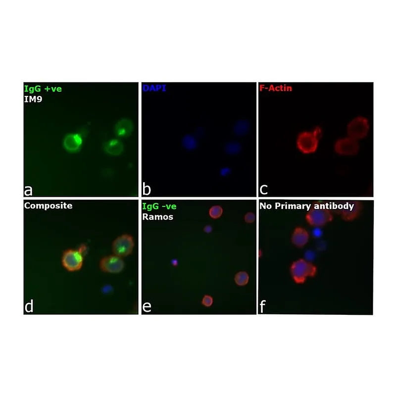Thermo Fisher Scientific Goat anti-Human IgG Fc Cross-Adsorbed Secondary Antibody