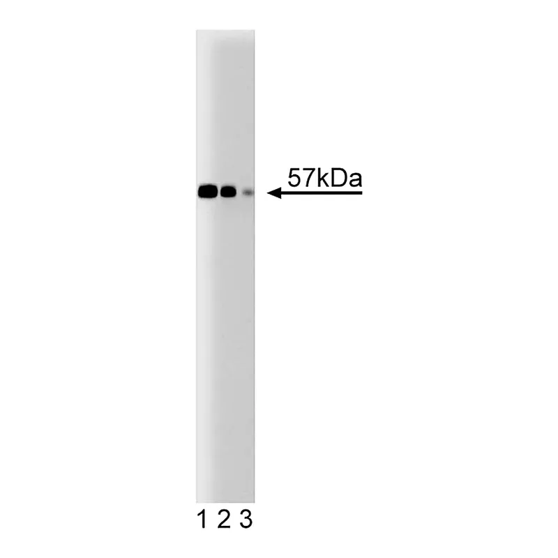 BD Purified Mouse Anti-XIAP