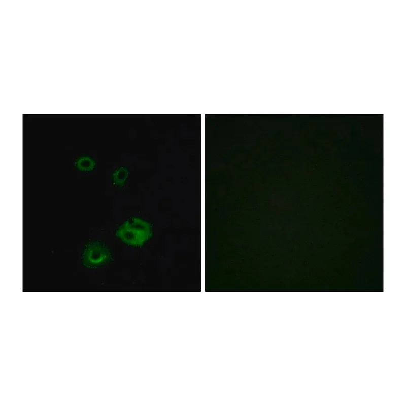Merck Anti-NPY2R antibody produced in rabbit