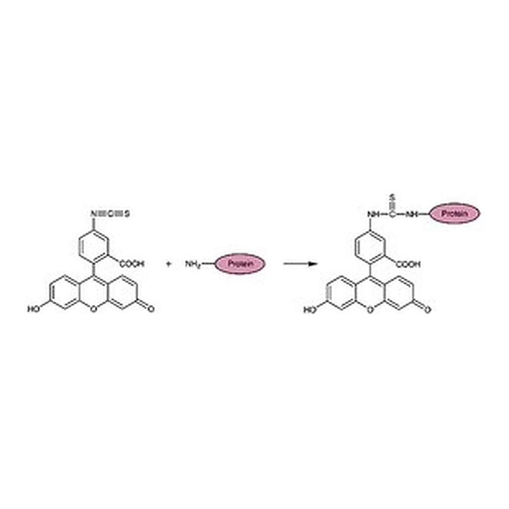 Merck FLUOROTAG FITC CONJUGATION KIT