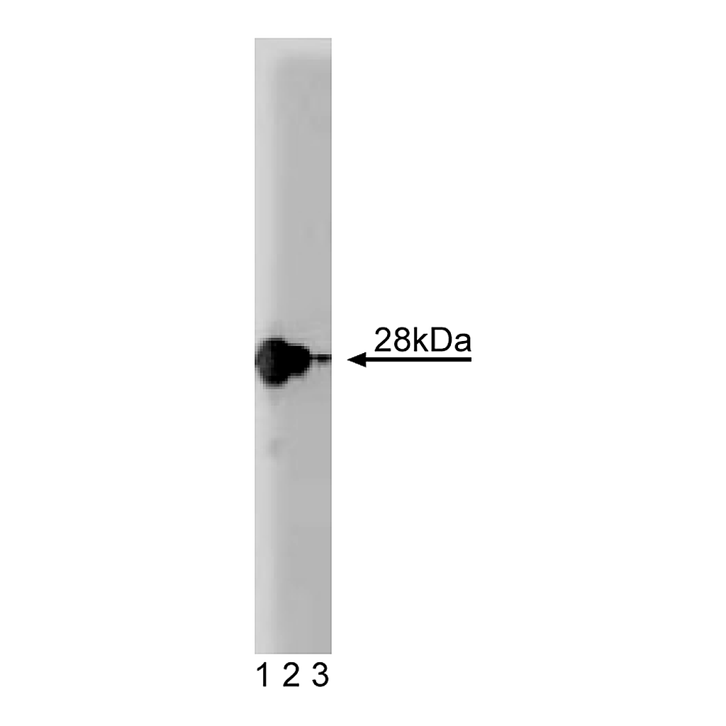 BD Purified Mouse Anti-Ral A