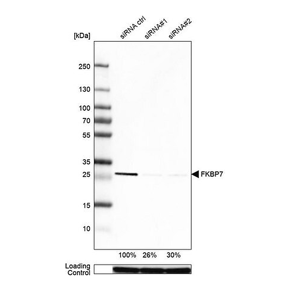 Merck Anti-FKBP7 antibody produced in rabbit