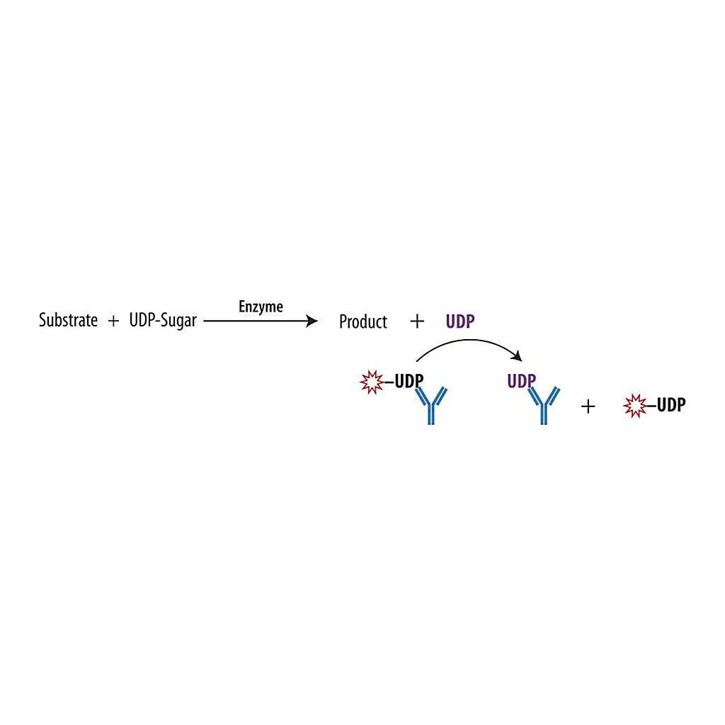 Merck Transcreener(R) UDP2 FP Assay