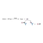 Merck Transcreener(R) UDP2 FP Assay