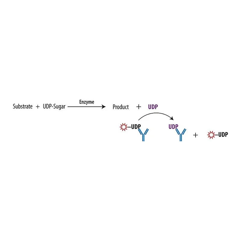 Merck Transcreener(R) UDP2 FP Assay