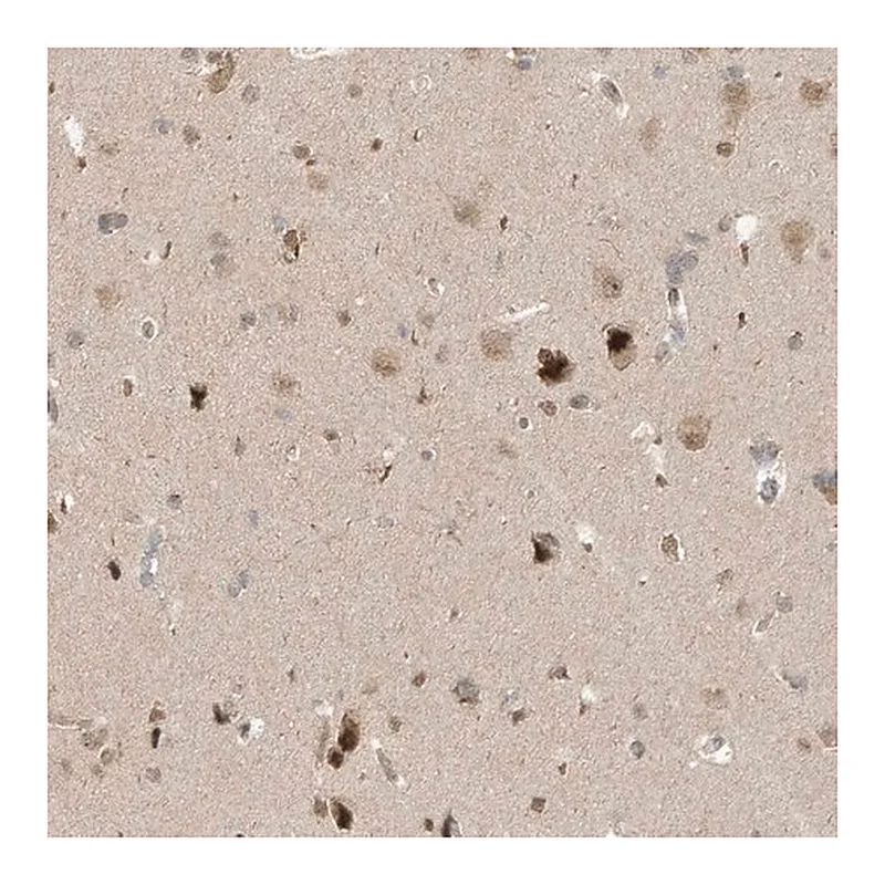 Merck Anti-MXI1 antibody produced in rabbit