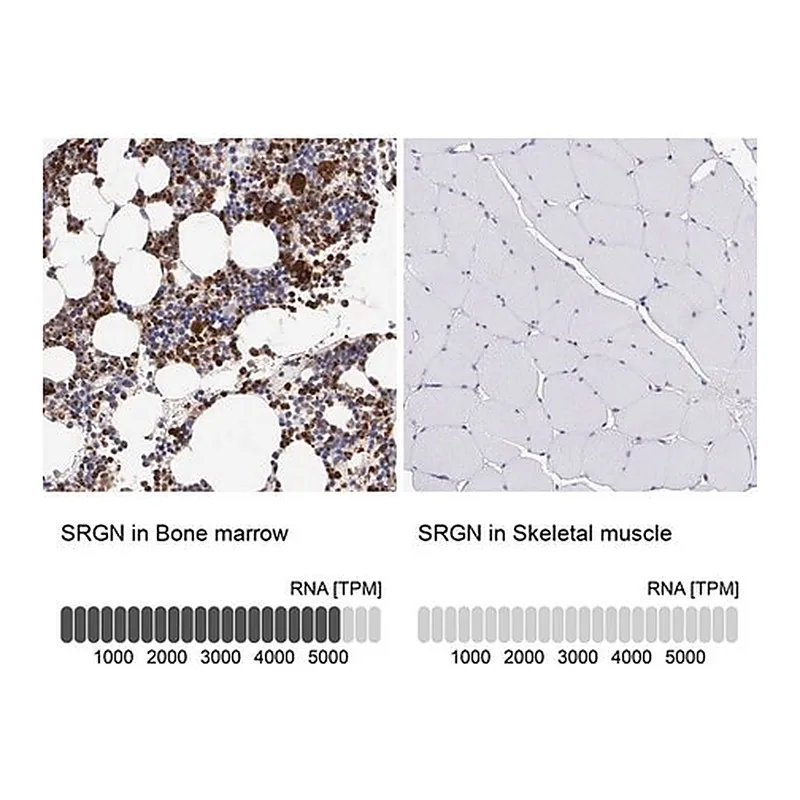Merck Anti-SRGN antibody produced in rabbit