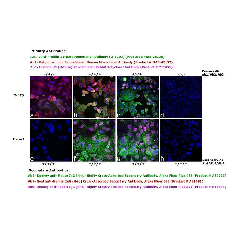Thermo Fisher Scientific Goat anti-Human IgG (H+L) Cross-Adsorbed Secondary Antibody, Alexa Fluor 633