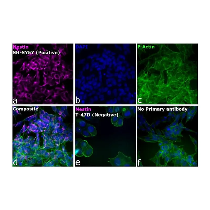 Thermo Fisher Scientific Chicken anti-Mouse IgG (H+L) Cross-Adsorbed Secondary Antibody, Alexa Fluor 594