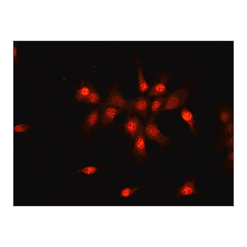Merck Anti-SMAD6 (N-terminal) antibody produced in rabbit