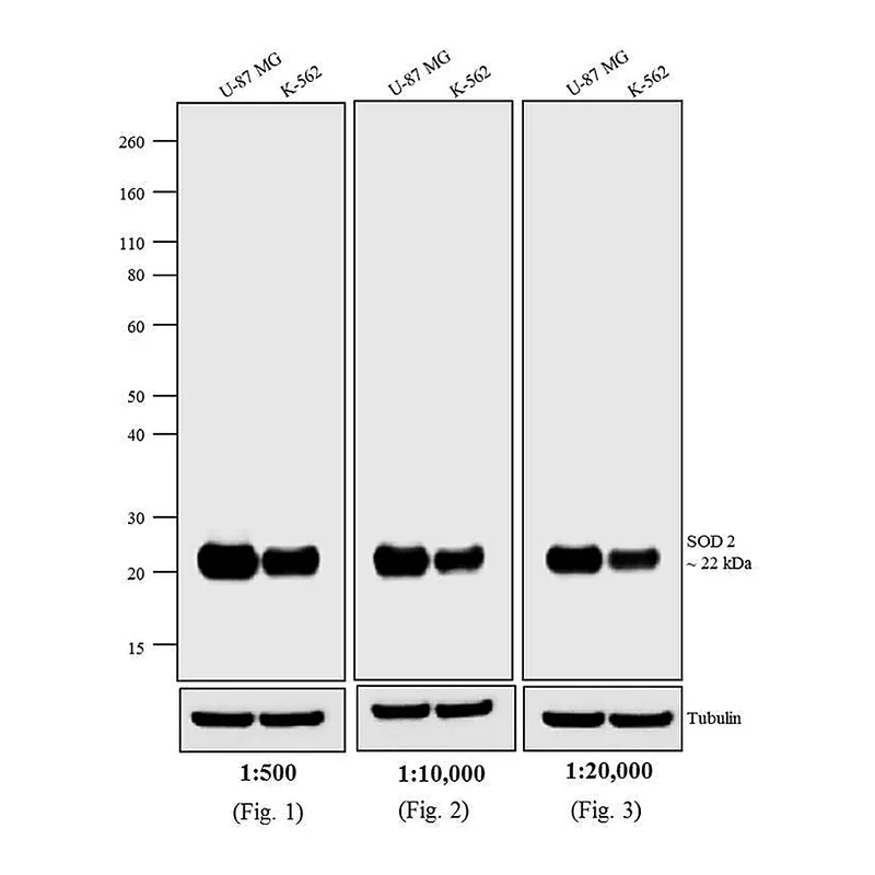 Thermo Fisher Scientific F(ab`)2-Goat anti-Mouse IgG (H+L) Cross-Adsorbed Secondary Antibody, Biotin