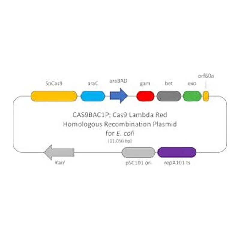 Merck CAS9 LAMBDA RED HR PLASMID ECOLI