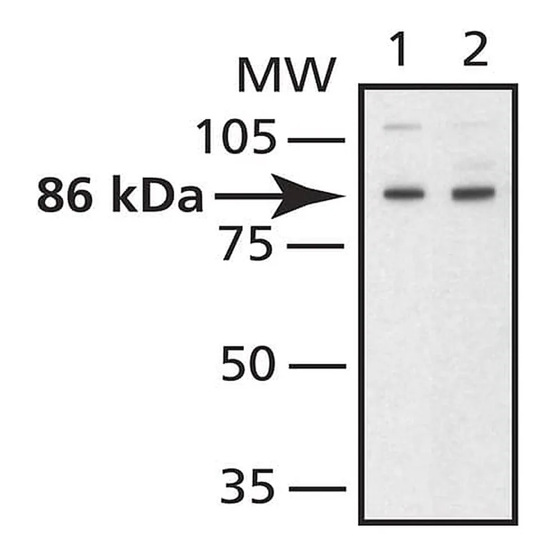 Merck Anti-Mitofusin 2 antibody produced in rabbit