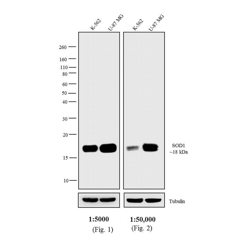 Thermo Fisher Scientific Rabbit anti-Mouse IgG F(ab`)2 Secondary Antibody, HRP