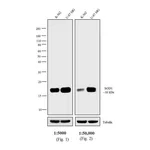 Thermo Fisher Scientific Rabbit anti-Mouse IgG F(ab`)2 Secondary Antibody, HRP