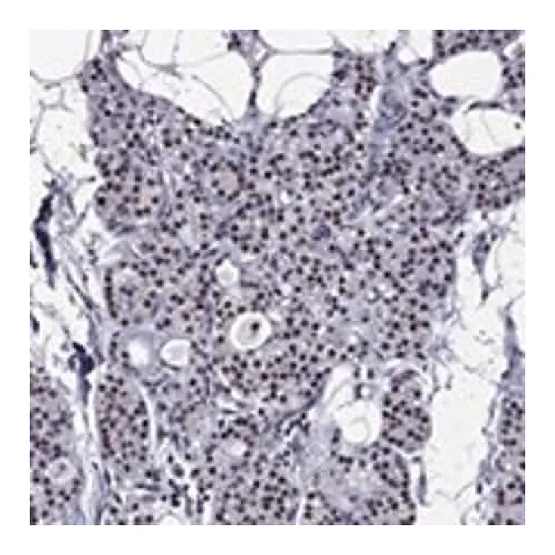 Merck Anti-ZNF154 antibody produced in rabbit