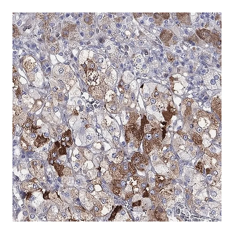 Merck Anti-ARHGAP36 antibody produced in rabbit