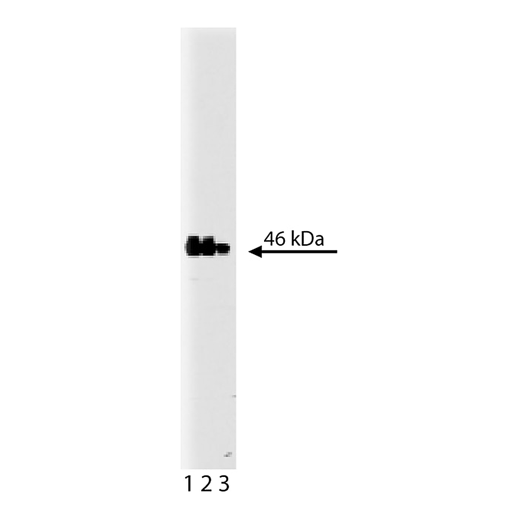 BD Purified Mouse Anti-GSK-3β