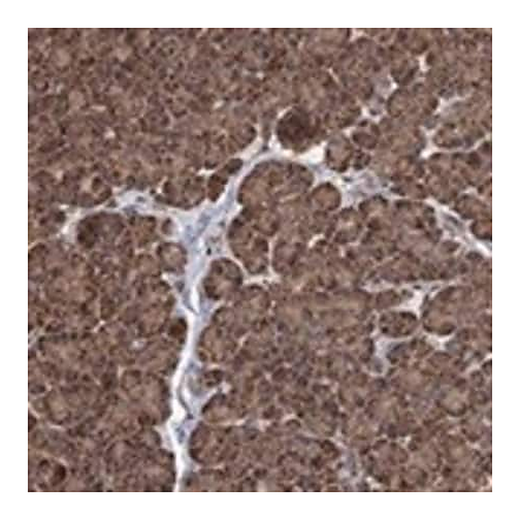 Merck Anti-IFRD1 antibody produced in rabbit