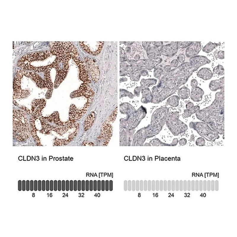 Merck Anti-CLDN3 antibody produced in mouse