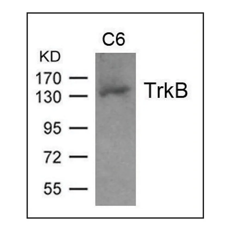 Merck Anti-TrkB (Ab-705) antibody produced in rabbit