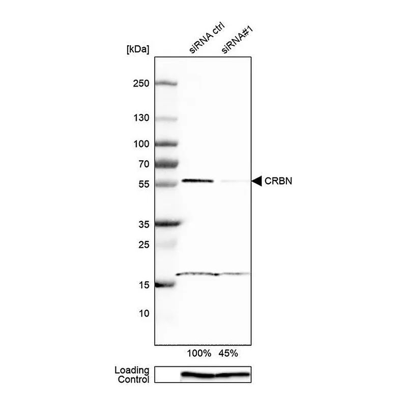 Merck ANTI-CRBN