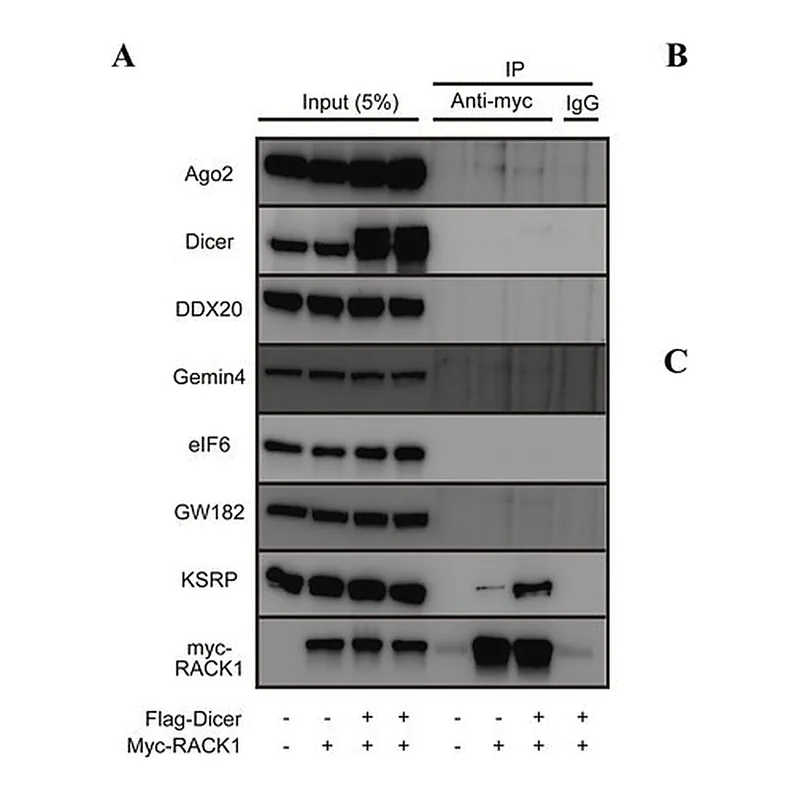Merck Anti-Dicer antibody produced in rabbit