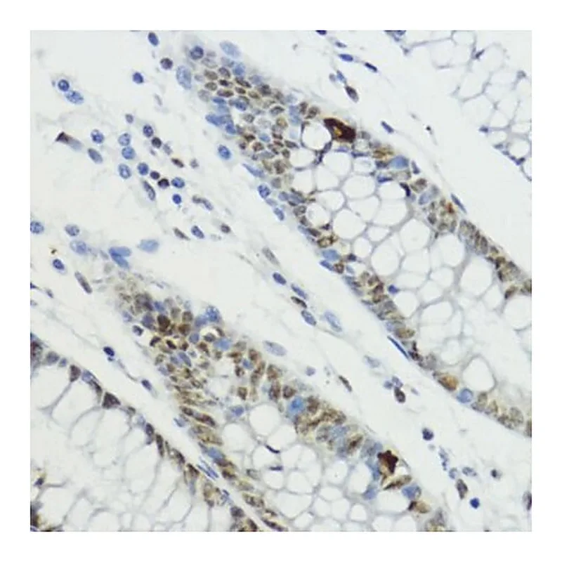 Merck Anti-Phospho-Histone H3-T6 antibody produced in rabbit