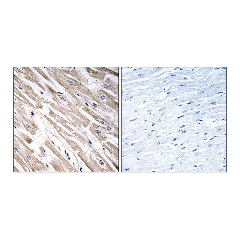Merck Anti-FGF18 antibody produced in rabbit
