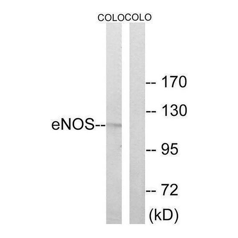Merck Anti-ENOS antibody produced in rabbit