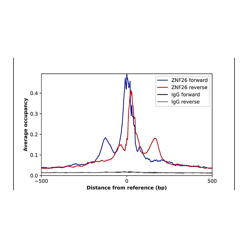 Merck Anti-ZNF26 antibody produced in rabbit