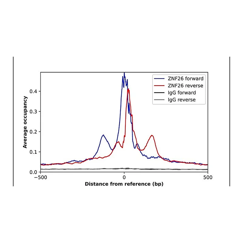 Merck Anti-ZNF26 antibody produced in rabbit