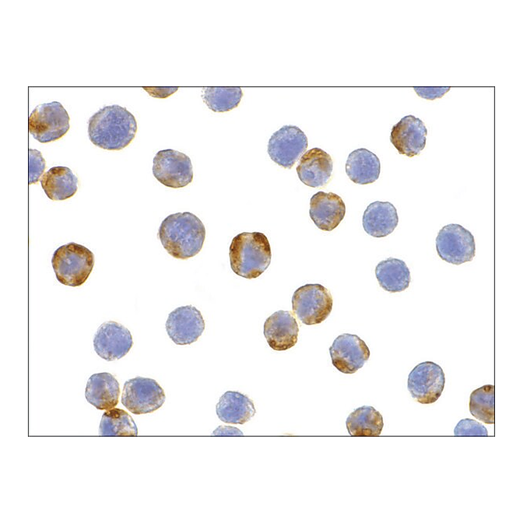 Merck Anti-XBP-1 antibody produced in rabbit