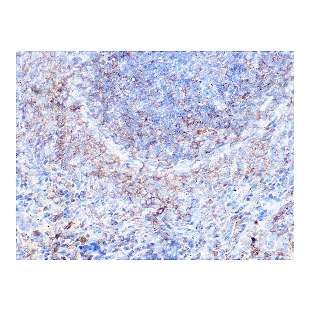 Merck Anti-Moesin antibody produced in rabbit