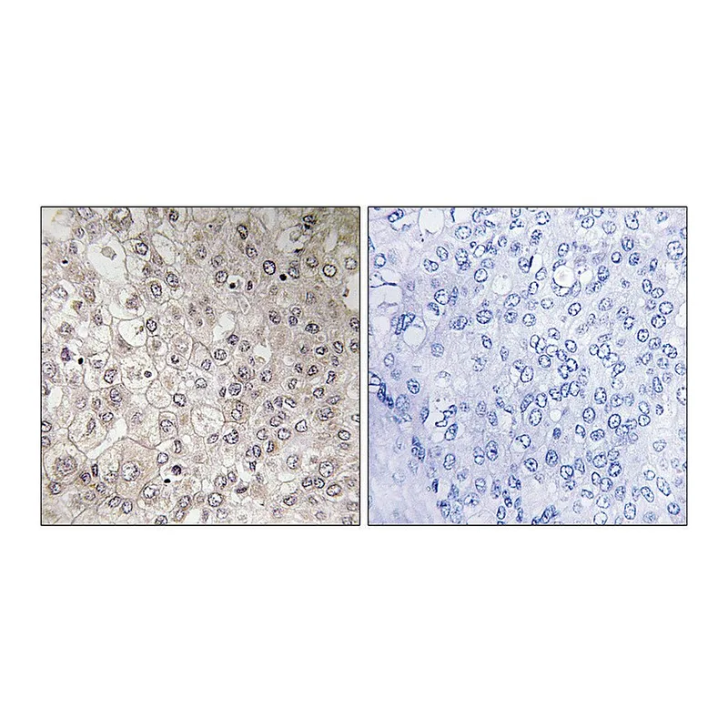 Merck Anti-GIPR antibody produced in rabbit