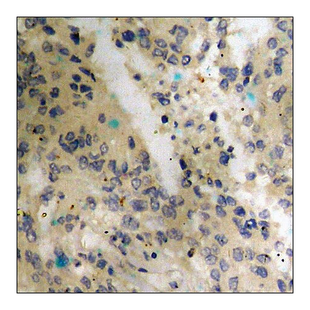 Merck Anti-phospho-p53 (pThr18) antibody produced in rabbit